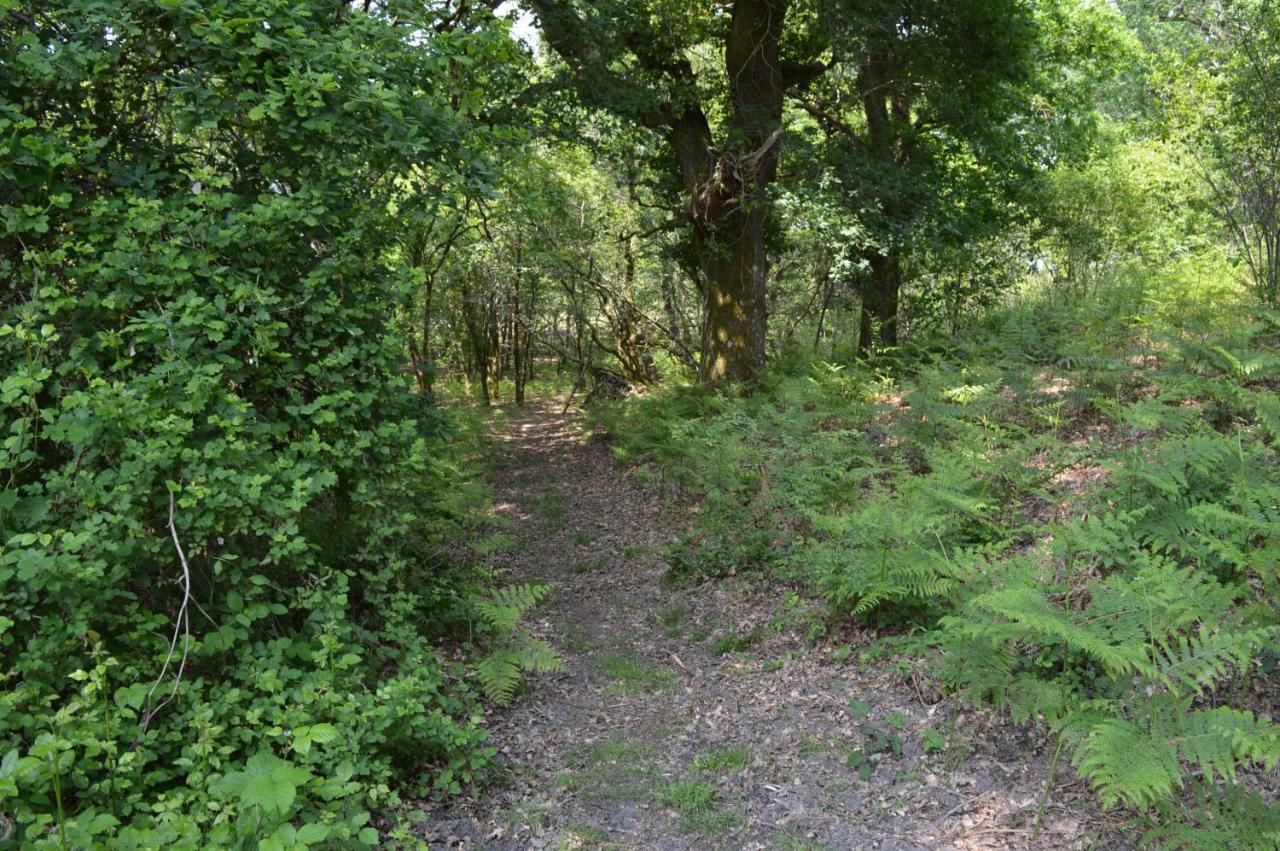 Cabane En Foret Onesse-et-Laharie Ngoại thất bức ảnh